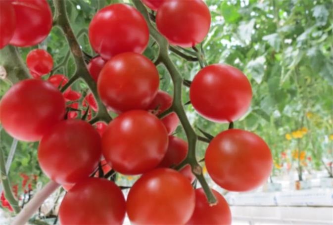 科技园2.jpg 科技园2.jpg