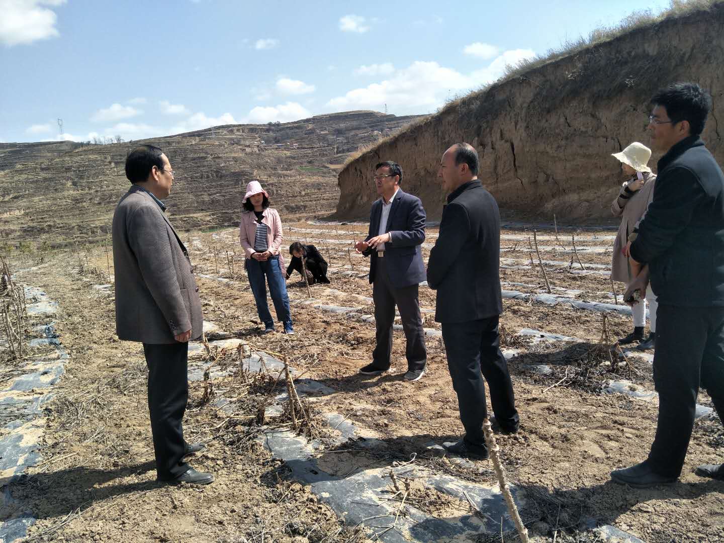 乌龙头栽培.jpg 乌龙头栽培.jpg