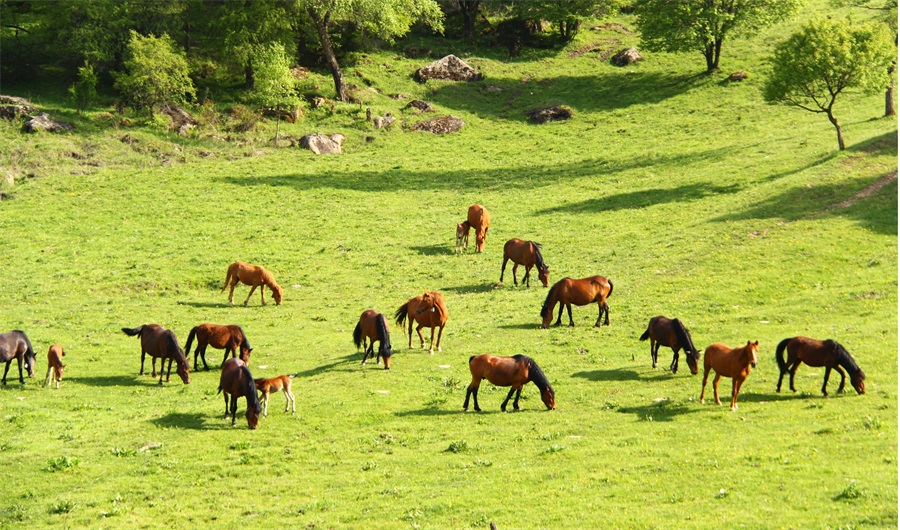关山草原1.jpg 关山草原1.jpg