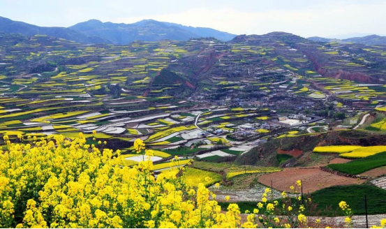 在武山油菜花中等你228.png 在武山油菜花中等你228.png