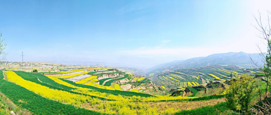 在武山油菜花中等你227.png 在武山油菜花中等你227.png