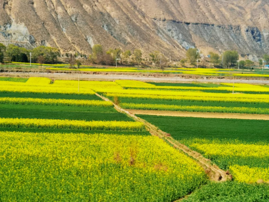 在武山油菜花中等你291.png