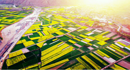 在武山油菜花中等你153.png 在武山油菜花中等你153.png