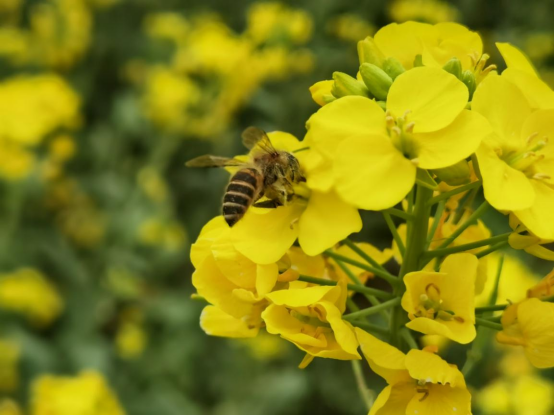 在武山油菜花中等你229.png 在武山油菜花中等你229.png