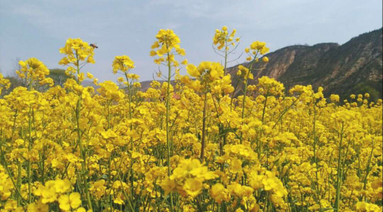 在武山油菜花中等你154.png 在武山油菜花中等你154.png