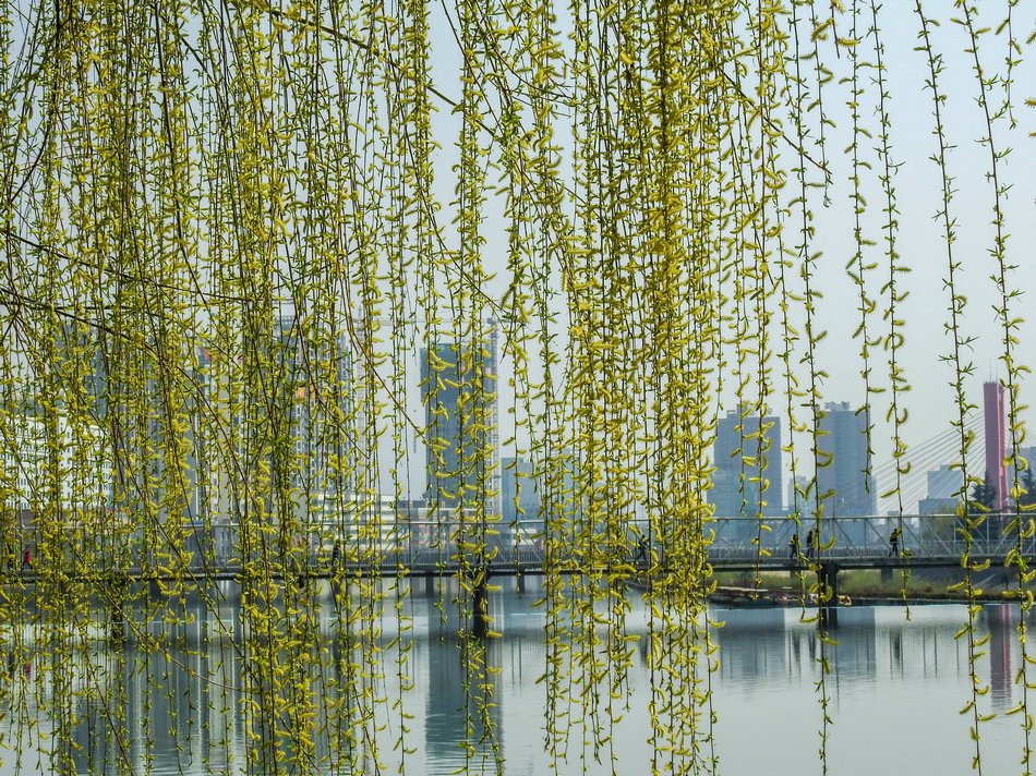 春天1.jpeg 春天1.jpeg