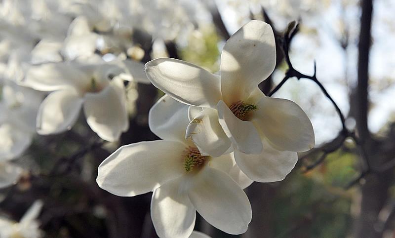 1584952589950744.jpg 图片1.jpg