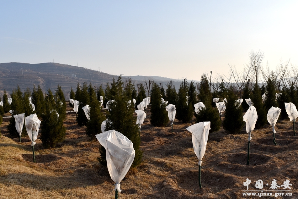 1513914916941836.jpg 5.jpg