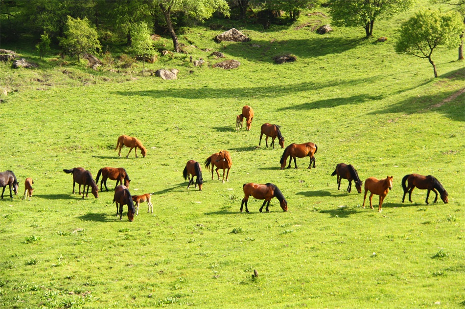 张家川关山草原1.jpg 张家川关山草原1.jpg