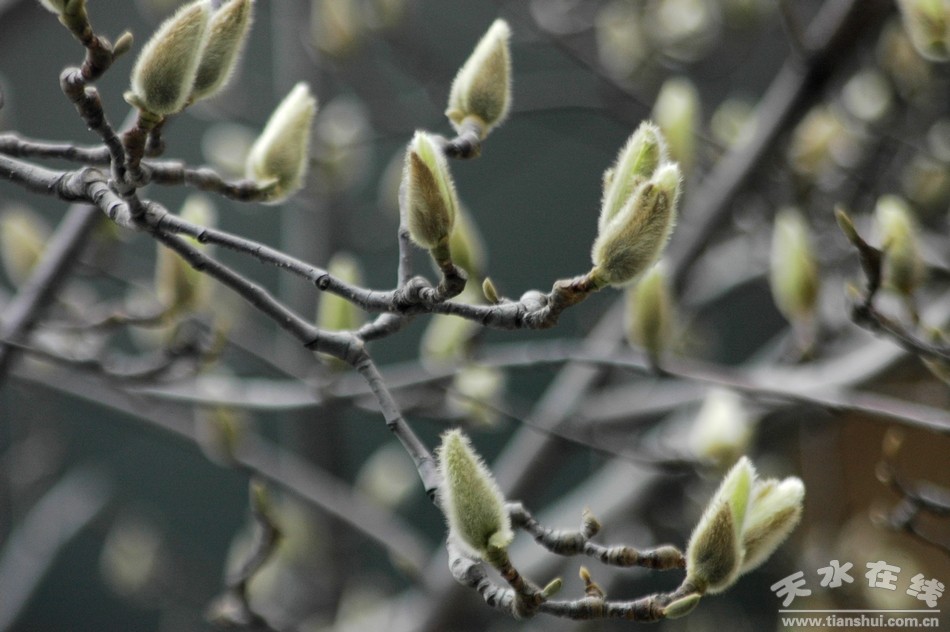 1520214165381347.jpg 1.jpg