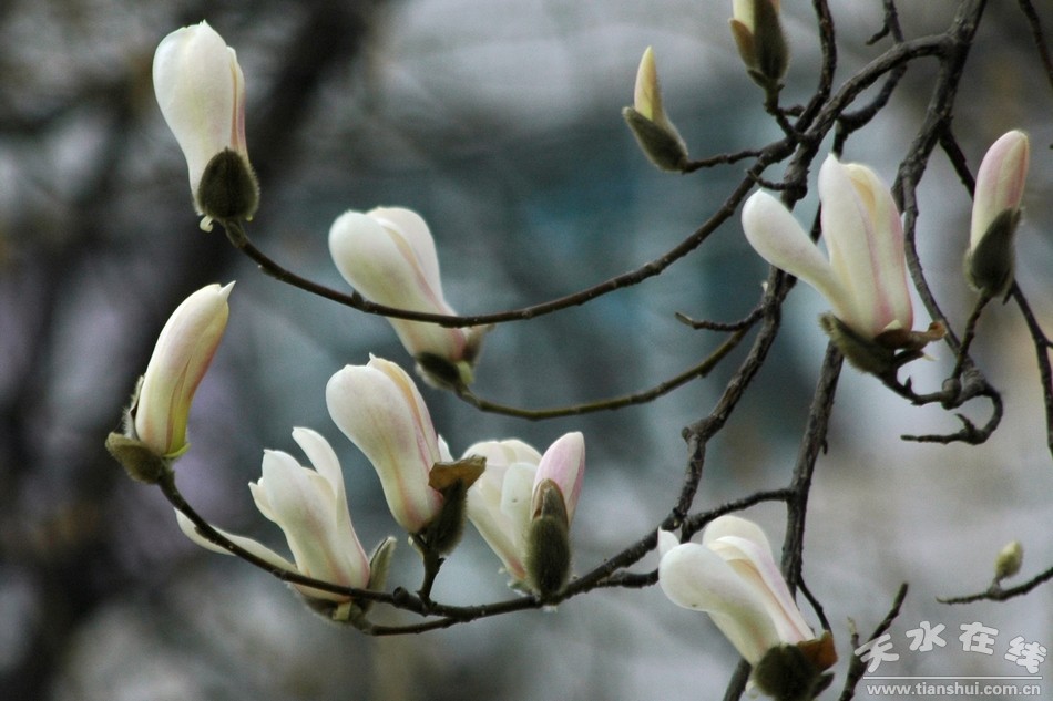 1520214254894501.jpg 4.jpg