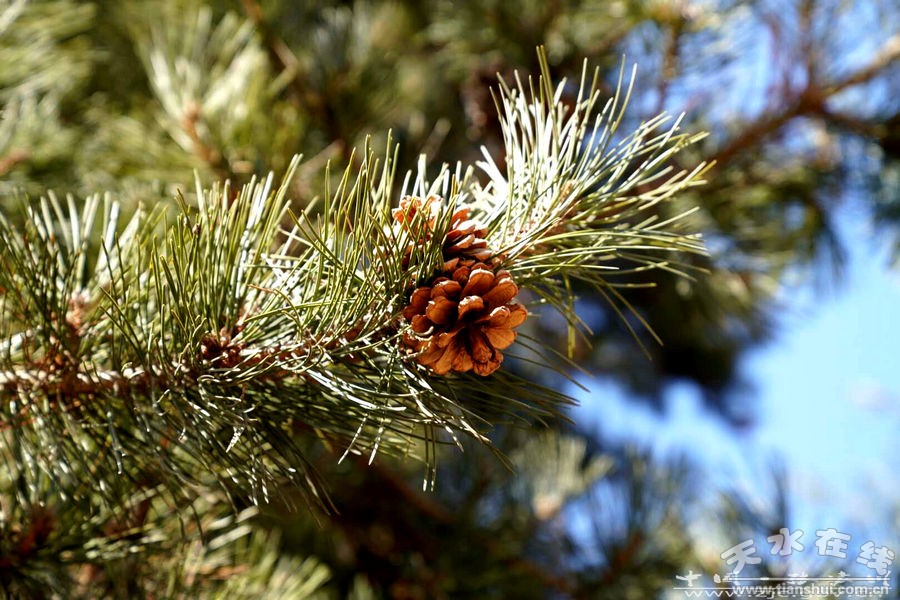 1520401114421410.jpg 3.jpg