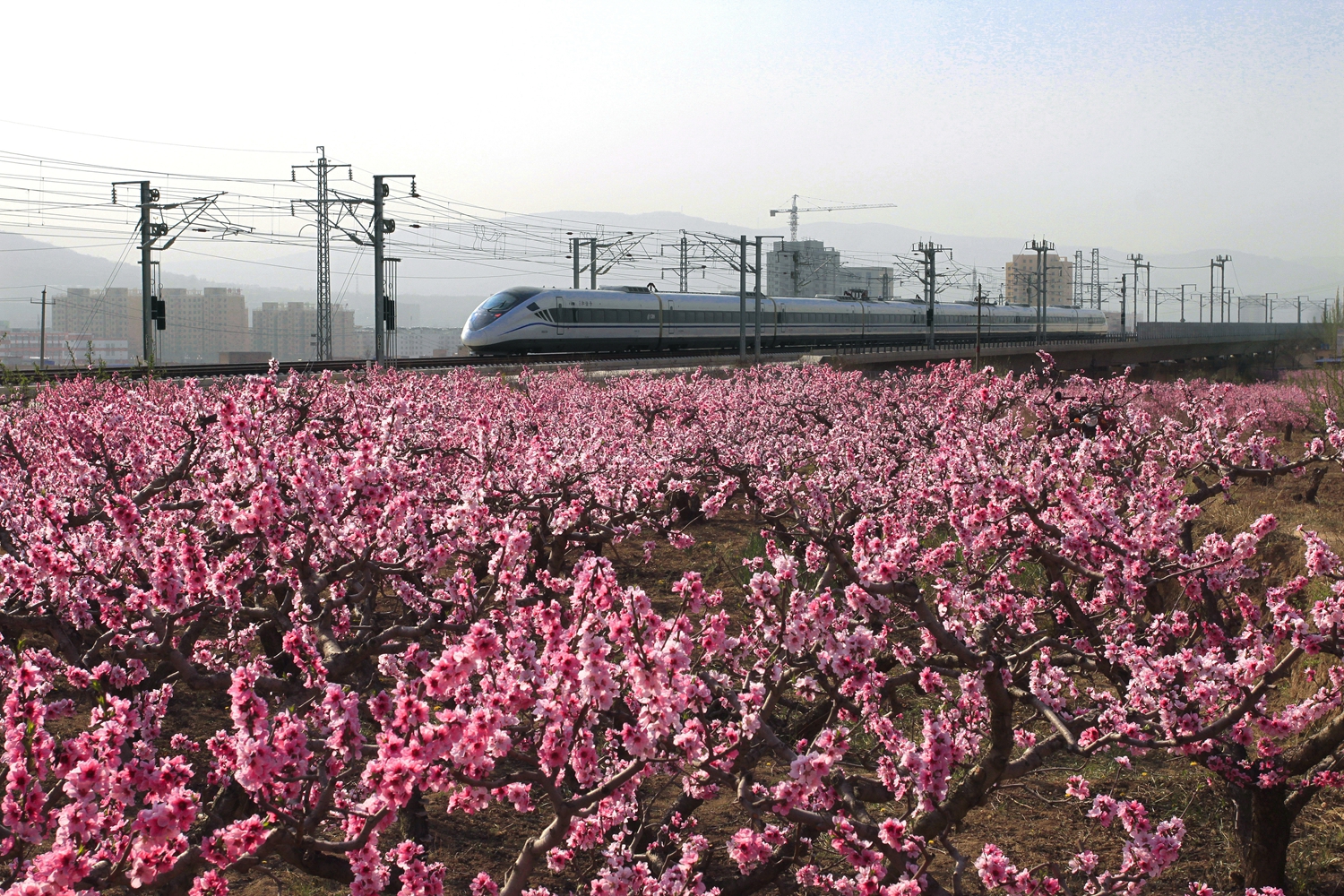 1586315634123393.jpg 杨芳云 《桃花盛开的地方》_副本.jpg