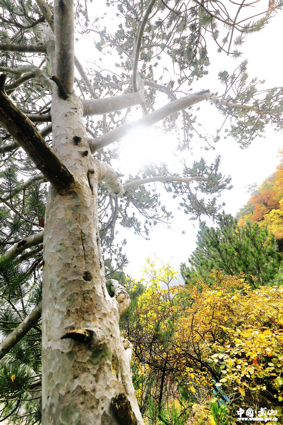 1509677020501750.jpg 9.jpg