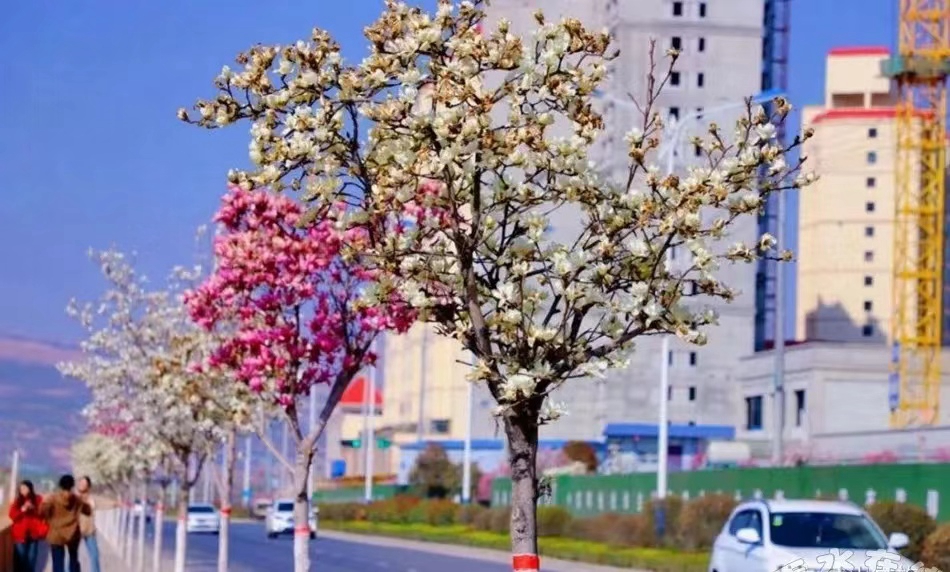 图一.jpg 图一.jpg