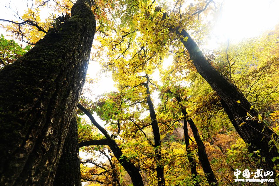 1509676761735800.jpg 3.jpg