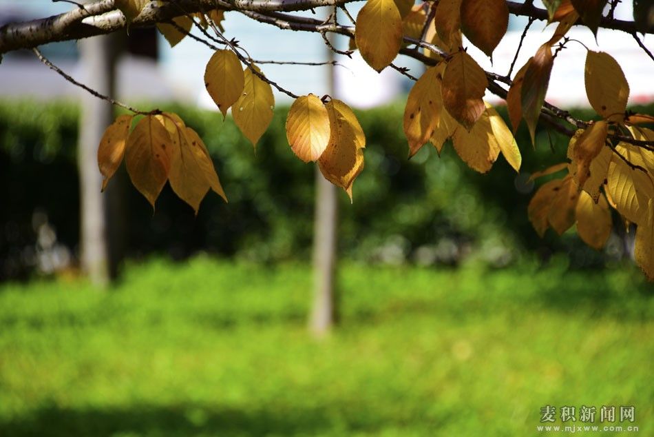 1510675821619442.jpg 5.jpg