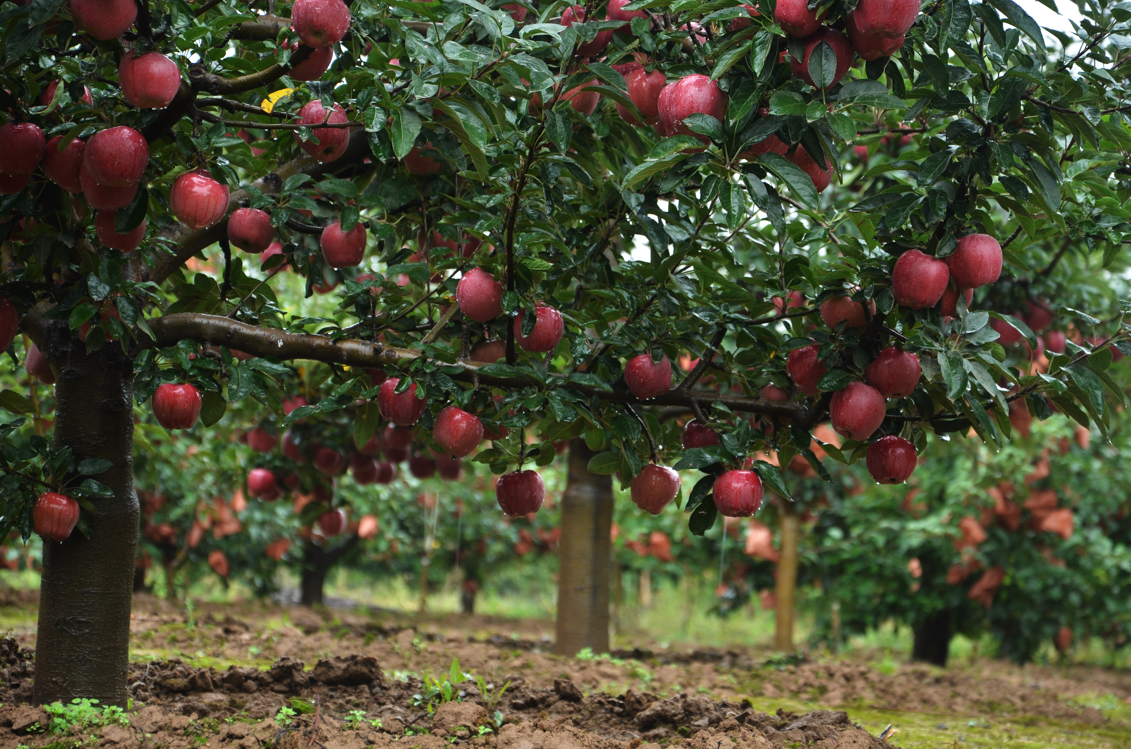 1501120234660623.jpg 3.jpg