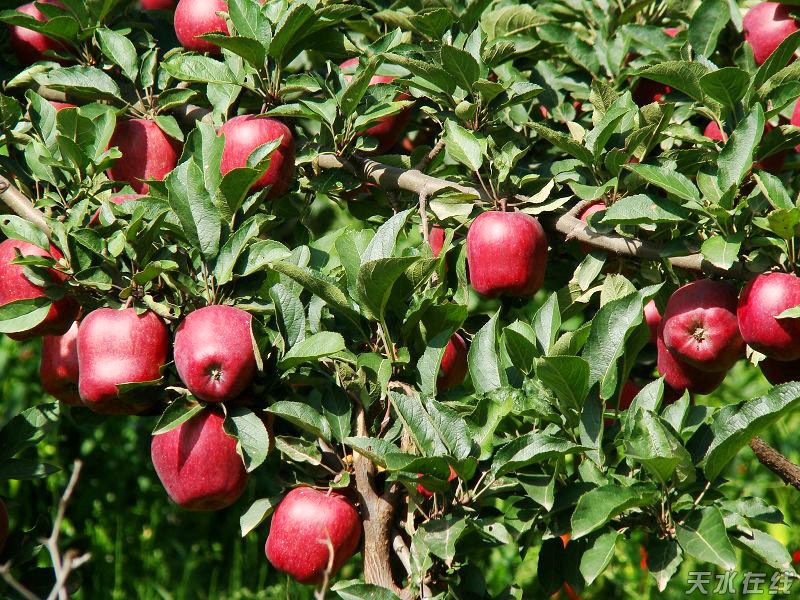 1501120269691477.jpg 4.jpg