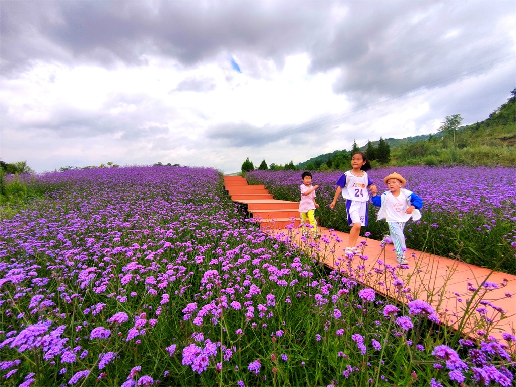 9花舞北山.jpg 9花舞北山.jpg