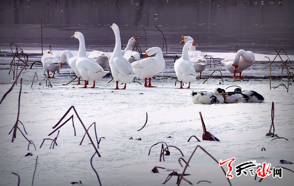 1515486395112911.jpg IMG10c37ba11e9c46540423839.jpg