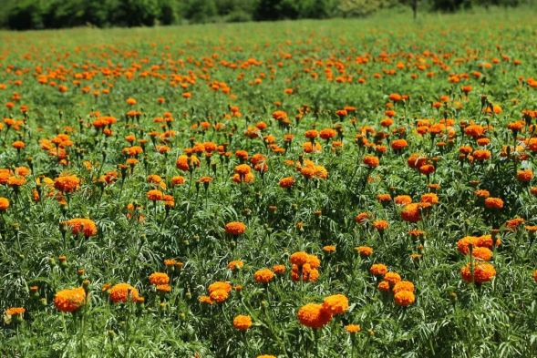 金色万寿菊 花开正当时17.png