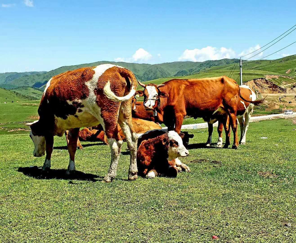 1588576507174450.jpg 图片9.jpg