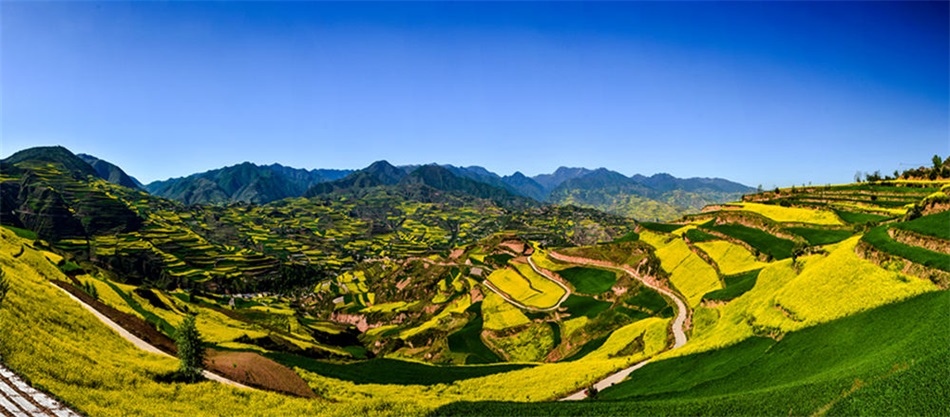 1588168929937533.jpg 武山油菜花.jpg