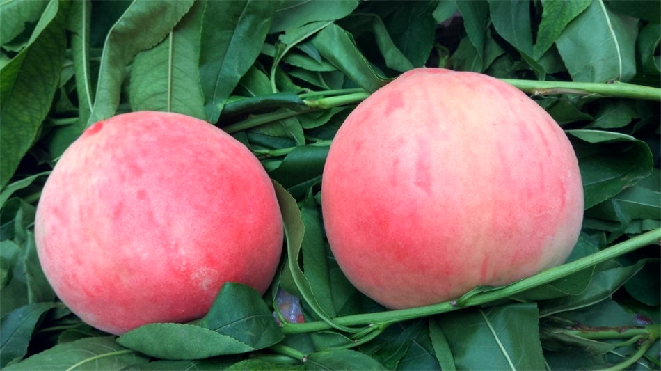 秦安蜜桃.jpg 秦安蜜桃.jpg