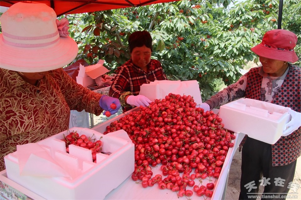 1582276363837828.jpg 樱桃选2.jpg