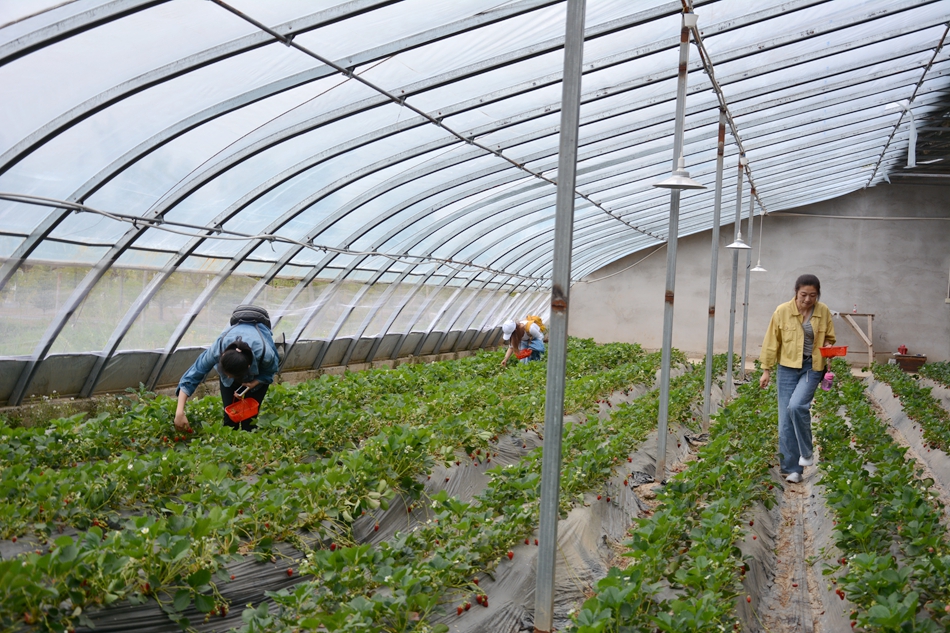 1589537521140795.jpg DSC_2949.JPG