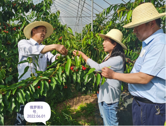 2022年第28期 秦州区大樱桃园高接换优技术研究与示范项目通过中期检测173.png