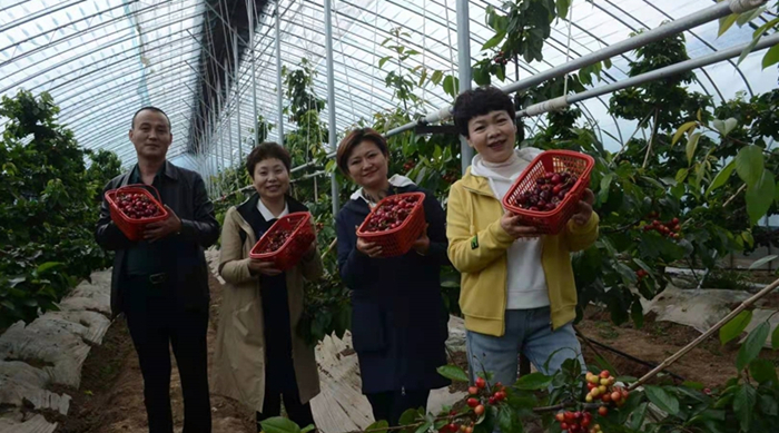 马河樱桃采摘园.jpg 马河樱桃采摘园.jpg