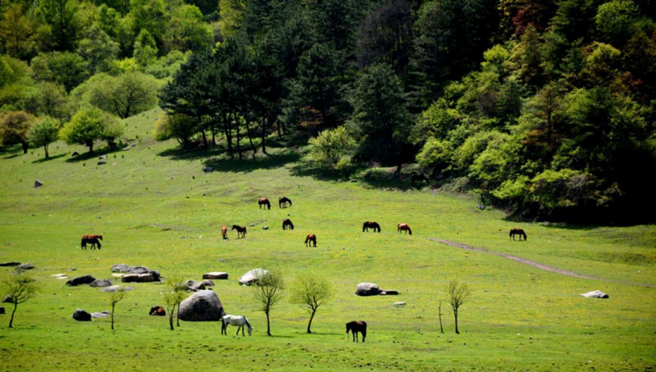 1589007196433975.jpg 图片9.jpg