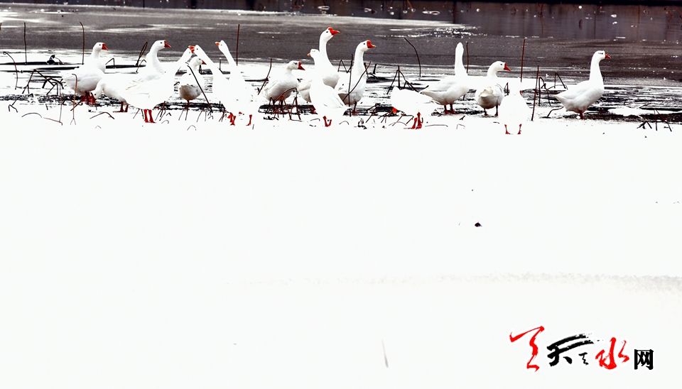 1515486272140490.jpg IMG10c37ba11e9c46540423737.jpg