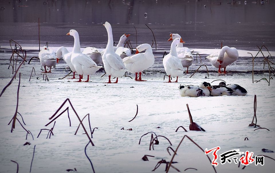 1515486395112911.jpg IMG10c37ba11e9c46540423839.jpg