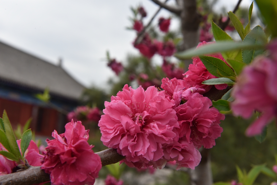 1586918831134211.jpg 图片2.jpg