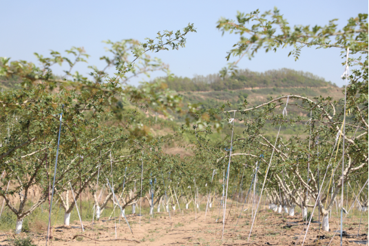 清水:大产业搭配小产业 多点开花助力乡村振兴239.png