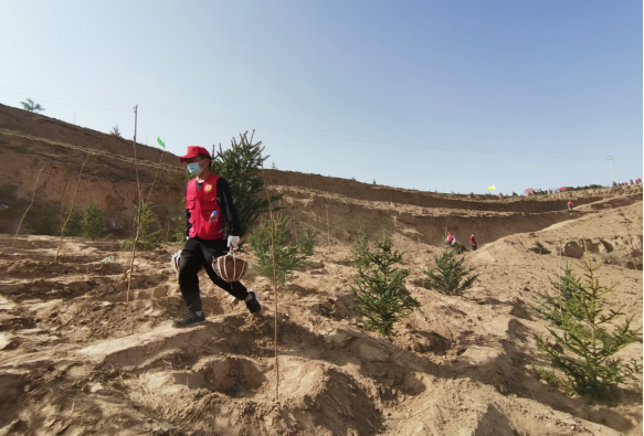 武山县文旅局开展植树活动253.png