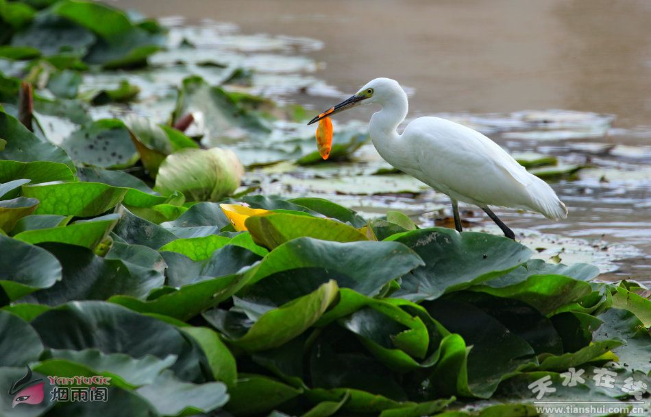 1510884939120833.jpg 5.jpg