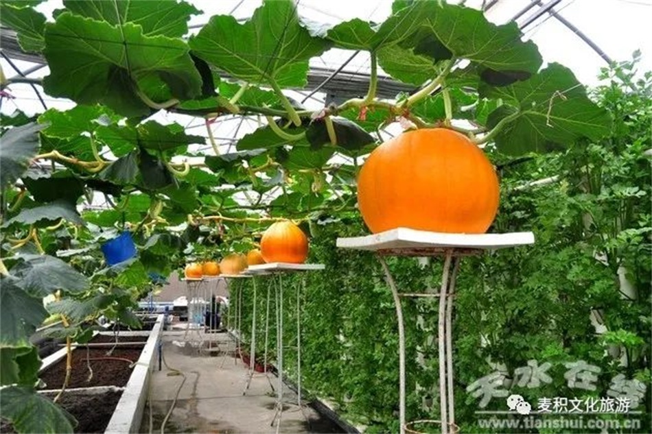 农业科技园1.jpg 农业科技园1.jpg