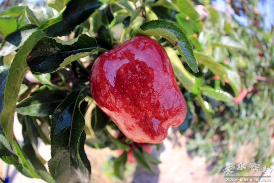 1514257153469993.jpg 4.jpg