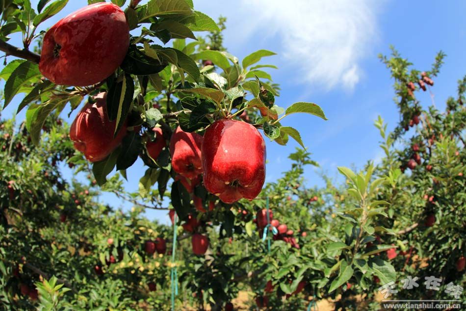 1514257130264301.jpg 1.jpg