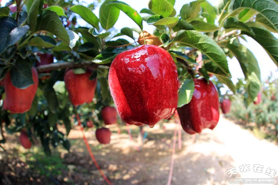 1514257140116035.jpg 2.jpg