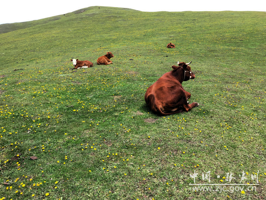 1505115080139027.jpg 8.jpg