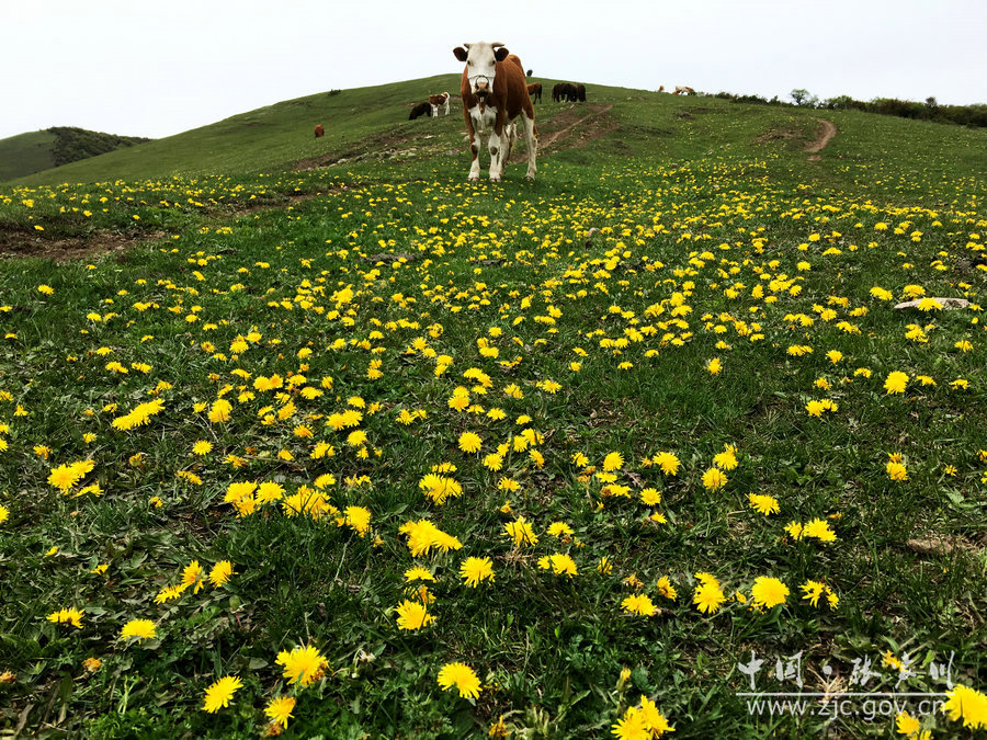 1505114686951002.jpg 1.jpg