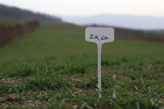 清水:建设良种繁育基地 推动种业振兴docx565.png