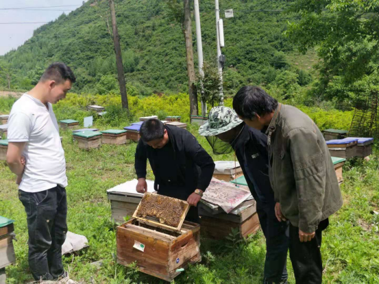 5.28中蜂养殖科技特派员服务团队技术培训服务活动431.png