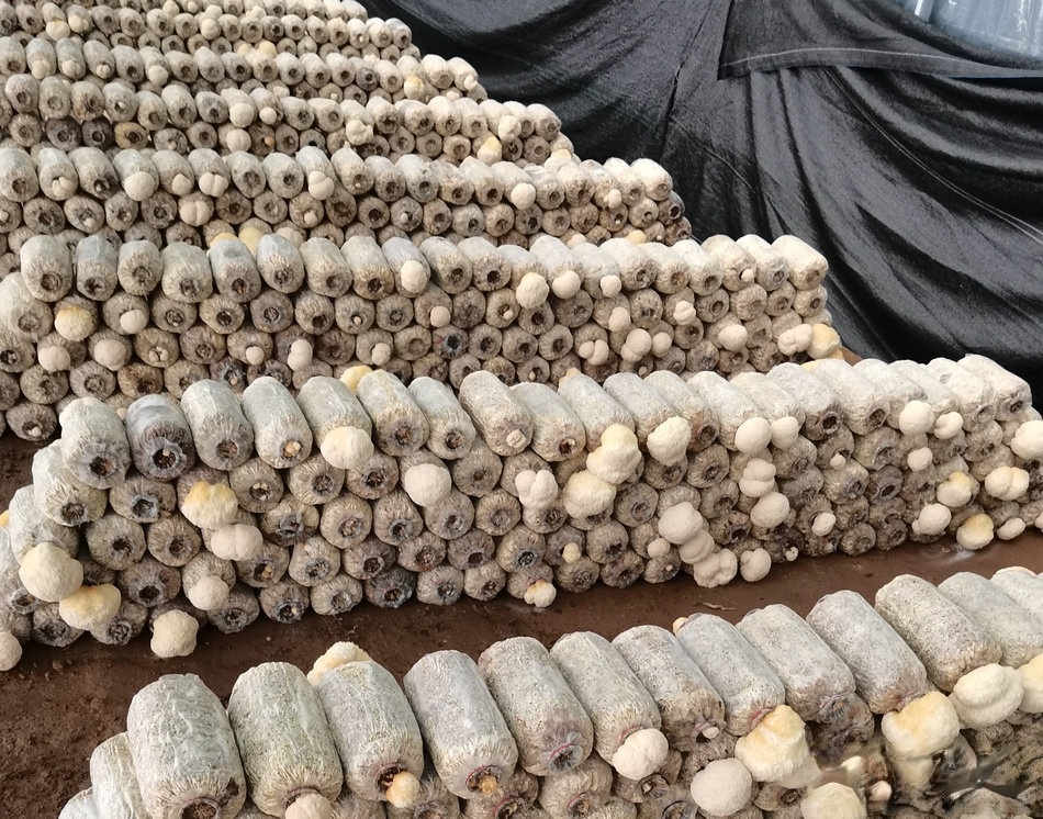 mmexport1622103681464 (3).jpg