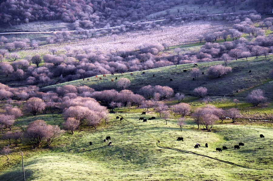 关山.png 关山.png